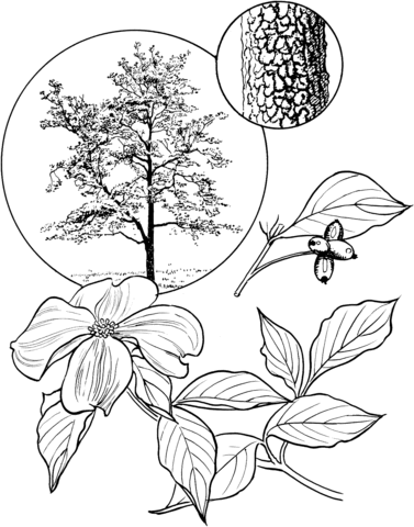 Flowering Dogwood Tree Coloring Page